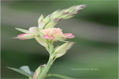 Alysicarpus glumaceus